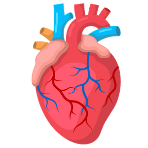 pediatric cardiology & cardiothoracic surgery